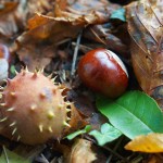 Herbst, Kastanienzeit - Beschreibung